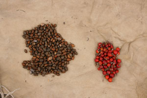 Pinon nuts and rosehips