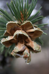 Pinon cone